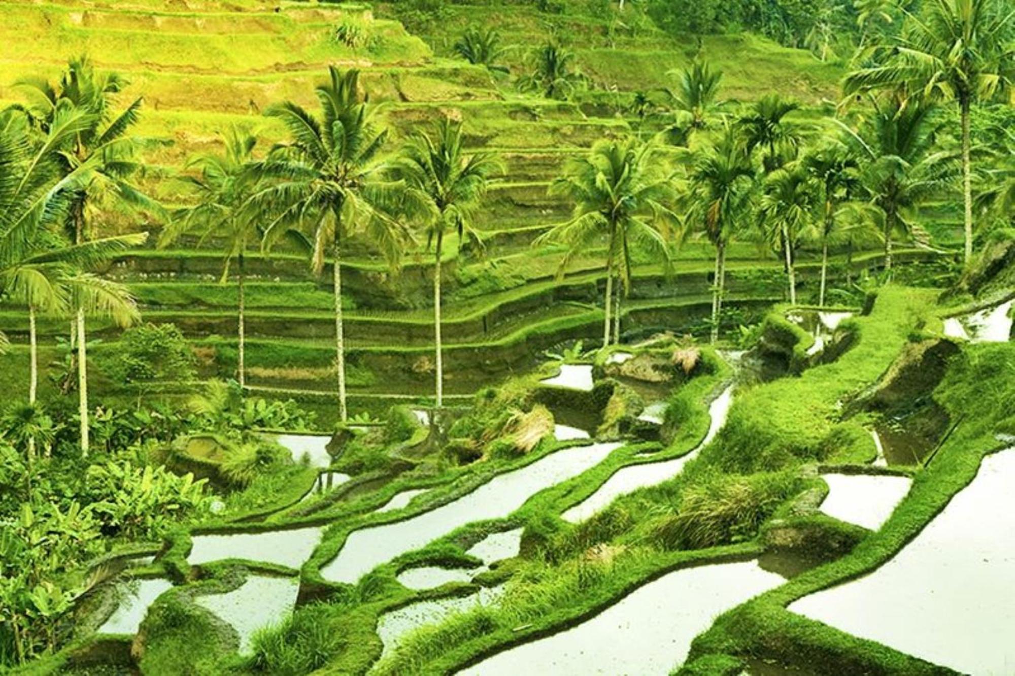 Asvara By Ini Vie Hospitality Ubud